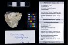 Foto (Objekt + Etikett) von Goniodromites sp.  (NHMW-GEO-2017-0089-0012)
